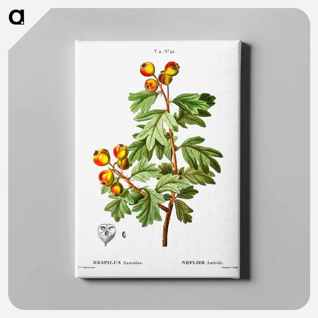 アートパネル-Crataegus azarolus (Mespilus azarolus) - ピエール ジョゼフ ルドゥーテ Canvas.