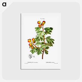 アートポストカード-Crataegus azarolus (Mespilus azarolus) - ピエール ジョゼフ ルドゥーテ Postcard.