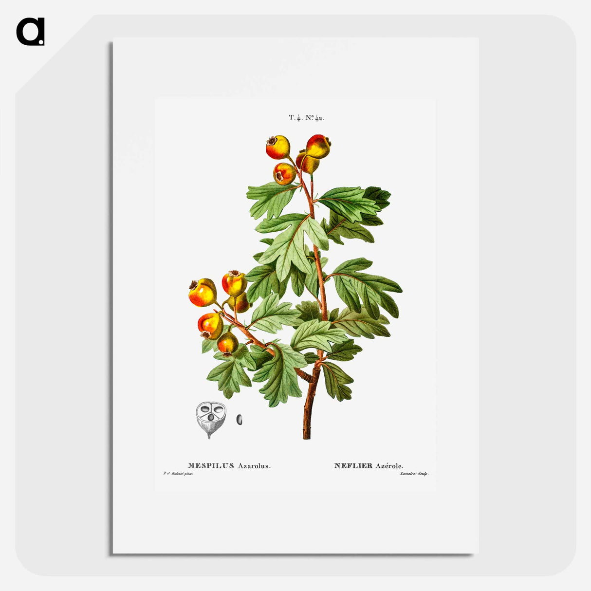 Crataegus azarolus (Mespilus azarolus) - Pierre-Joseph Redouté Poster.