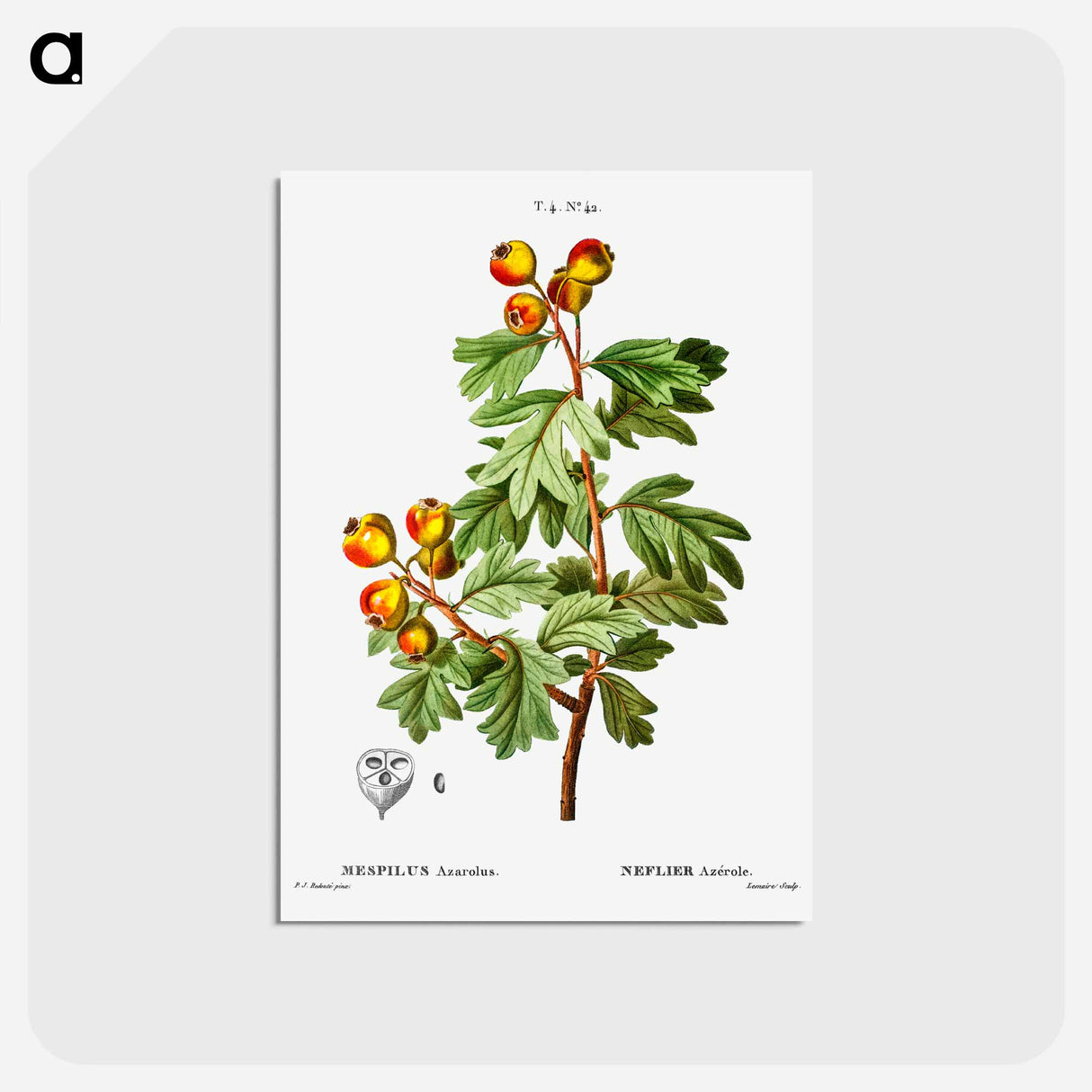 アートポストカード-Crataegus azarolus (Mespilus azarolus) - ピエール ジョゼフ ルドゥーテ Postcard.