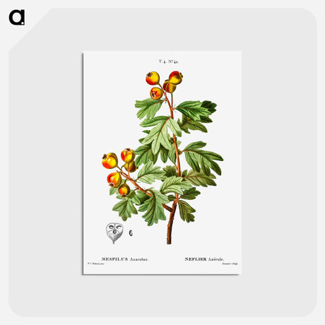 アートポストカード-Crataegus azarolus (Mespilus azarolus) - ピエール ジョゼフ ルドゥーテ Postcard.