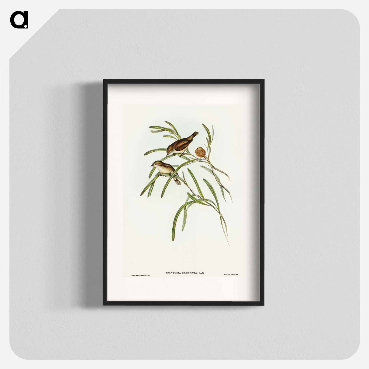 アートポスター-Plain-coloured Acanthiza
 - オーストラリアの鳥 Poster.