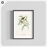 アートポスター-Plain-coloured Acanthiza
 - オーストラリアの鳥 Poster.