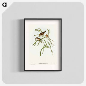 アートポスター-Plain-coloured Acanthiza
 - オーストラリアの鳥 Poster.