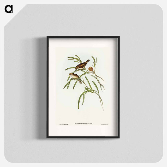 アートポスター-Plain-coloured Acanthiza
 - オーストラリアの鳥 Poster.