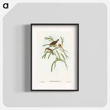 Plain-coloured Acanthiza
 - オーストラリアの鳥 Poster.