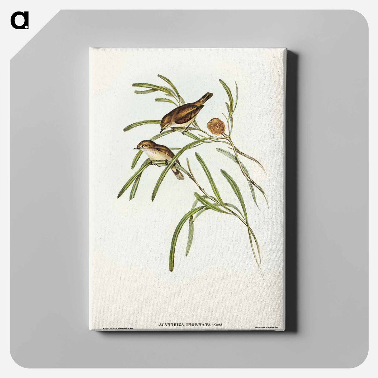 Plain-coloured Acanthiza
 - オーストラリアの鳥 Canvas.