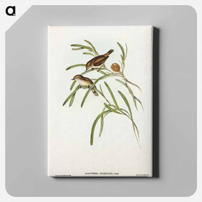 アートパネル-Plain-coloured Acanthiza
 - オーストラリアの鳥 Canvas.