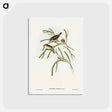 アートポストカード-Plain-coloured Acanthiza
 - オーストラリアの鳥 Postcard.