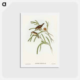 アートポストカード-Plain-coloured Acanthiza
 - オーストラリアの鳥 Postcard.