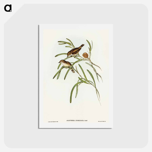 アートポストカード-Plain-coloured Acanthiza
 - オーストラリアの鳥 Postcard.