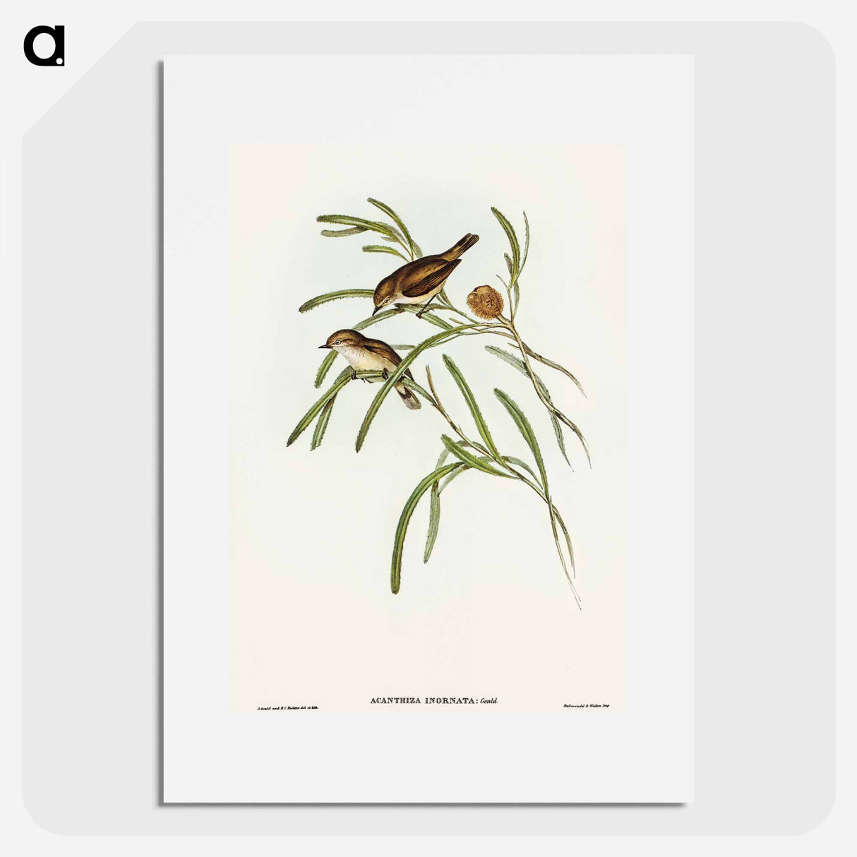 アートポスター-Plain-coloured Acanthiza
 - オーストラリアの鳥 Poster.