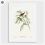 アートポスター-Plain-coloured Acanthiza
 - オーストラリアの鳥 Poster.