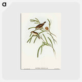 アートポストカード-Plain-coloured Acanthiza
 - オーストラリアの鳥 Postcard.