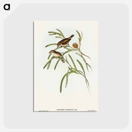 アートポストカード-Plain-coloured Acanthiza
 - オーストラリアの鳥 Postcard.