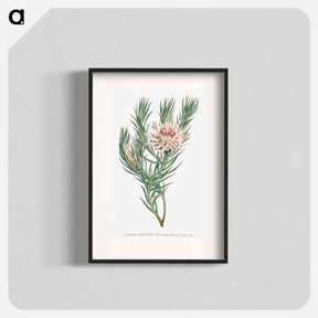 アートポスター-Protea Mucronifolia
 - クリーブランド美術館 Poster.