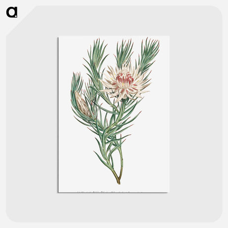アートポストカード-Protea Mucronifolia
 - クリーブランド美術館 Postcard.