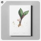 5-66_Pierre-Joseph-Redoute_canvas