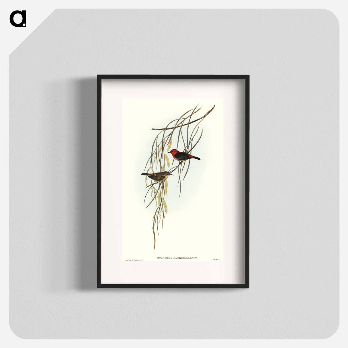 Sanguineous Honey-eater
 - オーストラリアの鳥 Poster.