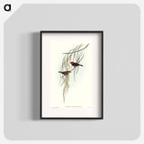 Sanguineous Honey-eater
 - オーストラリアの鳥 Poster.