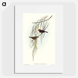 Sanguineous Honey-eater
 - オーストラリアの鳥 Poster.