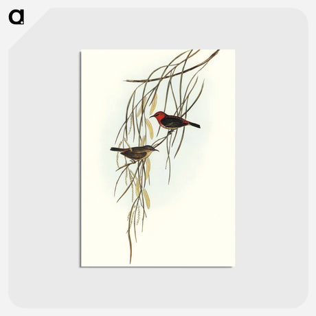 アートポストカード-Sanguineous Honey-eater
 - オーストラリアの鳥 Postcard.