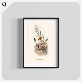 アートポスター-Crowned Wren
 - ジョン グールド Poster.