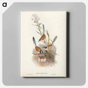 アートパネル-Crowned Wren
 - ジョン グールド Canvas.