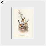 アートポストカード-Crowned Wren
 - ジョン グールド Postcard.