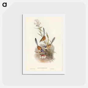 アートポストカード-Crowned Wren
 - ジョン グールド Postcard.