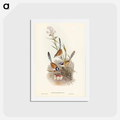 アートポストカード-Crowned Wren
 - ジョン グールド Postcard.