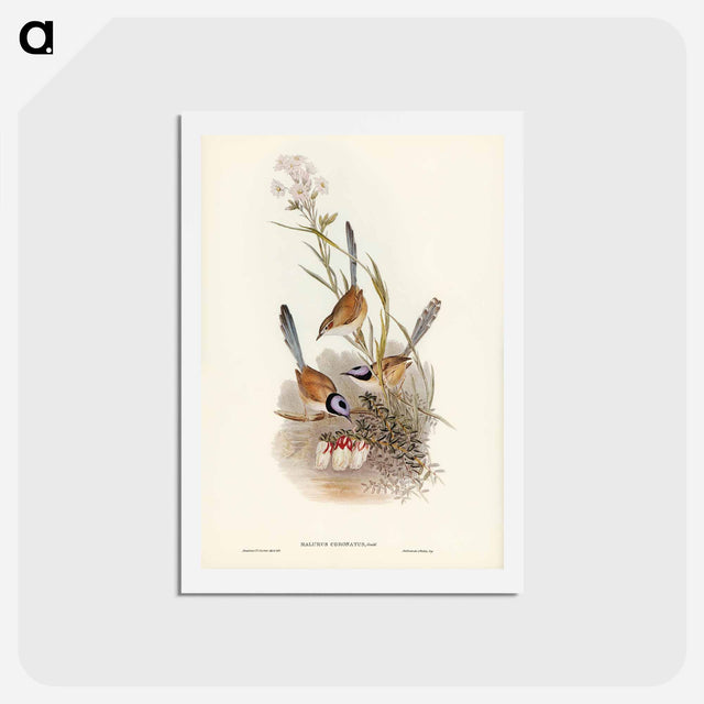 アートポストカード-Crowned Wren
 - ジョン グールド Postcard.