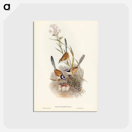 アートポストカード-Crowned Wren
 - ジョン グールド Postcard.