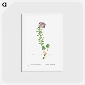アートポストカード-Sedum Anacampseros (Loce Restorer) - ピエール ジョゼフ ルドゥーテ Postcard.