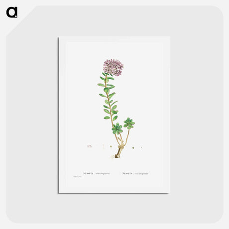 アートポストカード-Sedum Anacampseros (Loce Restorer) - ピエール ジョゼフ ルドゥーテ Postcard.