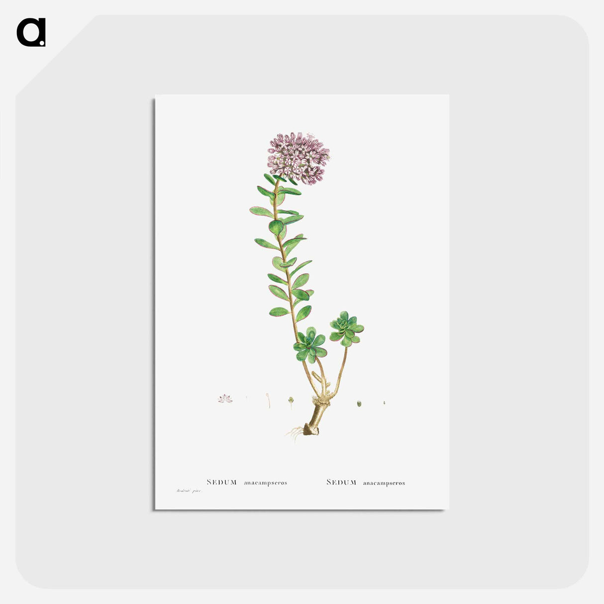 アートポストカード-Sedum Anacampseros (Loce Restorer) - ピエール ジョゼフ ルドゥーテ Postcard.