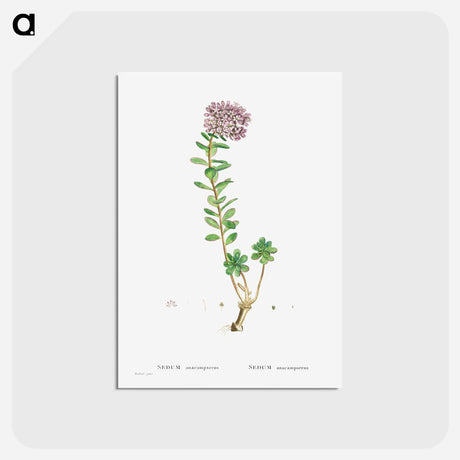 アートポストカード-Sedum Anacampseros (Loce Restorer) - ピエール ジョゼフ ルドゥーテ Postcard.