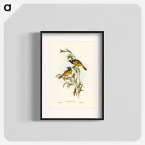 アートポスター-White-eared Honey-eater
 - オーストラリアの鳥 Poster.