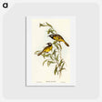 アートポストカード-White-eared Honey-eater
 - オーストラリアの鳥 Postcard.