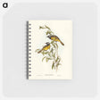 アートメモ帳-White-eared Honey-eater
 - オーストラリアの鳥 Memo.