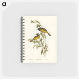 アートメモ帳-White-eared Honey-eater
 - オーストラリアの鳥 Memo.