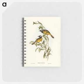 アートメモ帳-White-eared Honey-eater
 - オーストラリアの鳥 Memo.