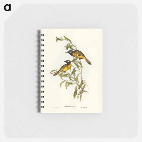 アートメモ帳-White-eared Honey-eater
 - オーストラリアの鳥 Memo.