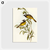 アートポストカード-White-eared Honey-eater
 - オーストラリアの鳥 Postcard.