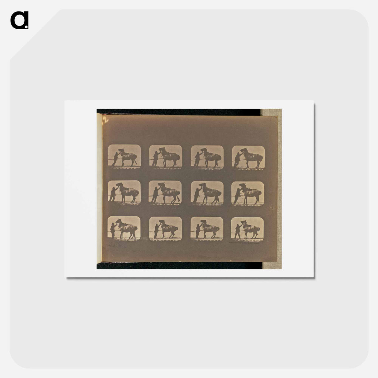 アートポストカード-Backing
 - エドワード マイブリッジ Postcard.