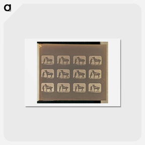 アートポストカード-Backing
 - エドワード マイブリッジ Postcard.
