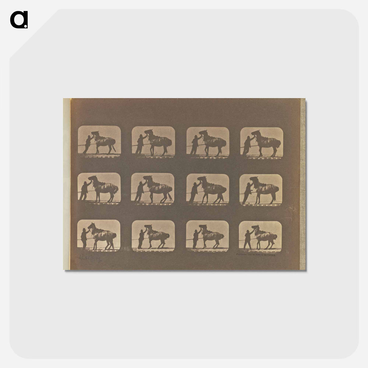 アートポストカード-Backing
 - エドワード マイブリッジ Postcard.