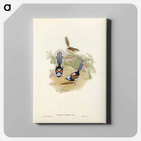 アートパネル-Lovely Wren
 - ジョン グールド Canvas.