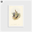 アートポストカード-Lovely Wren
 - ジョン グールド Postcard.