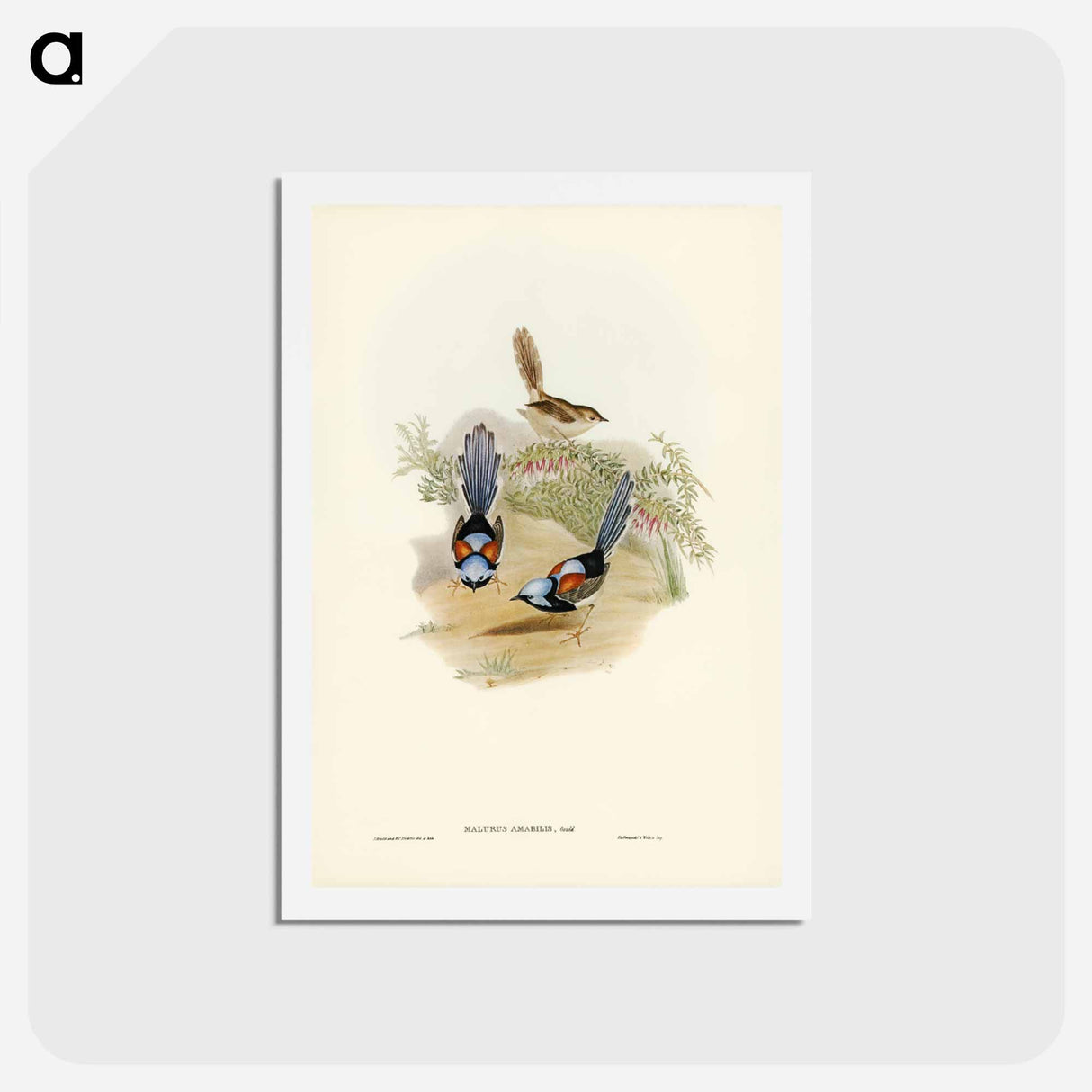 アートポストカード-Lovely Wren
 - ジョン グールド Postcard.